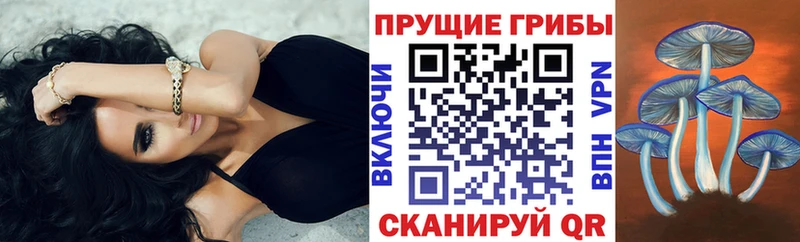 Псилоцибиновые грибы Psilocybine cubensis площадка официальный сайт Рошаль
